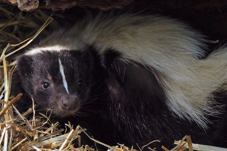 Huxley Innovations brand mascot illustration featuring a little skunk staring curiousy out from its cozy den
